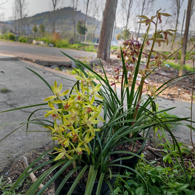 批发随州下坡兰花草苗春兰蕙兰地栽种苗脱盆熟草绿植花卉盆景