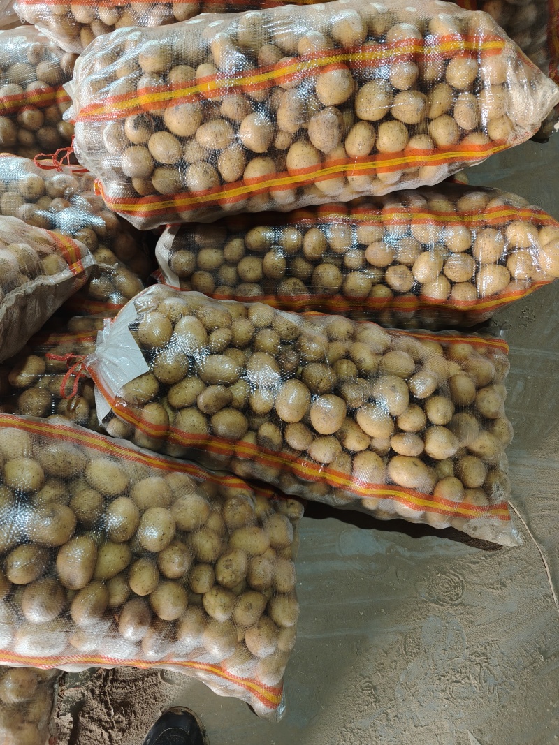 【推荐】山东肥城/平阴精品土豆荷兰十五土豆马铃薯