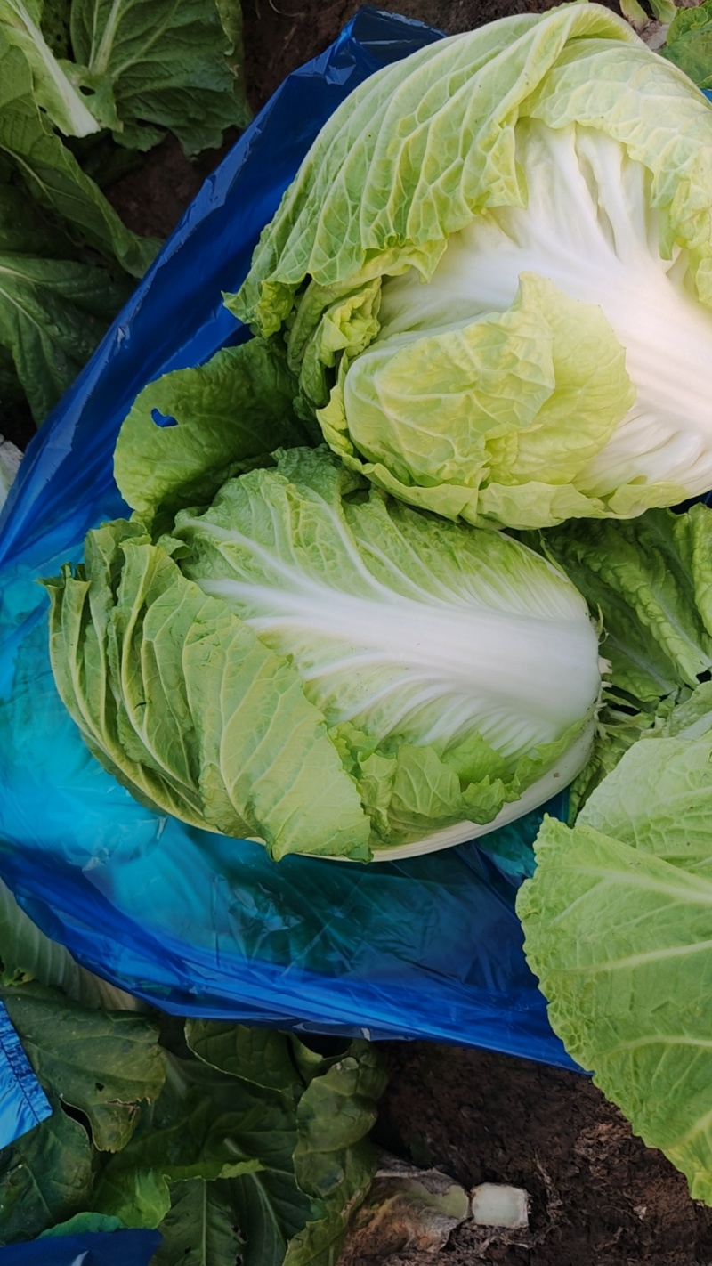 品质黄心白菜质量保证价格实惠可视频看货欢迎采购