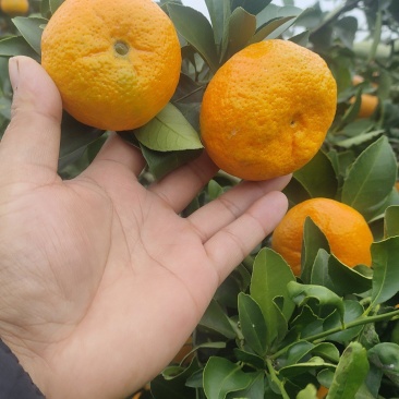 油桔