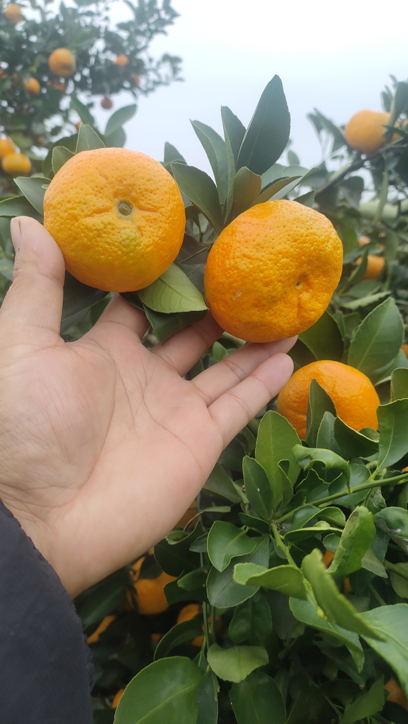 油桔