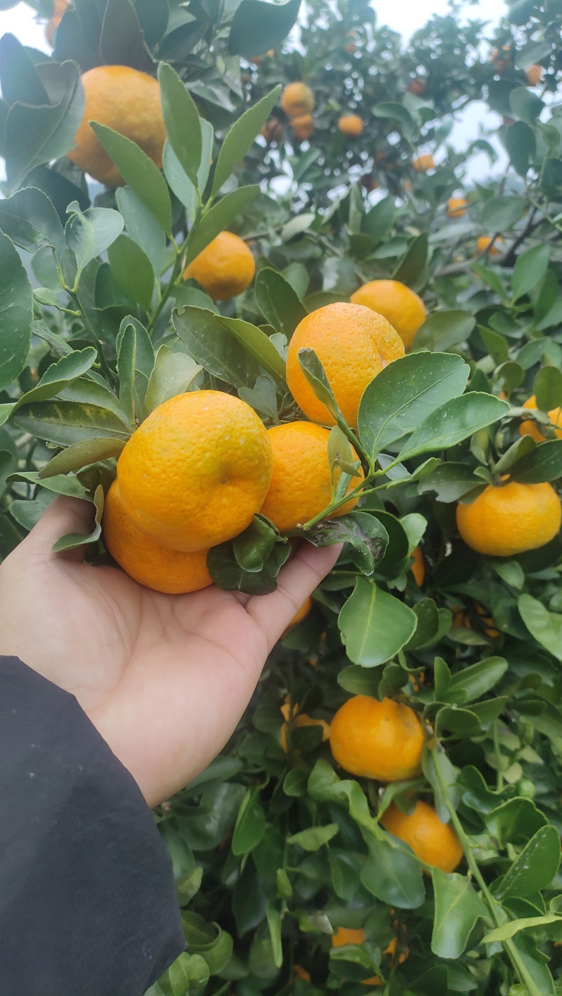 油桔