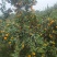 油桔