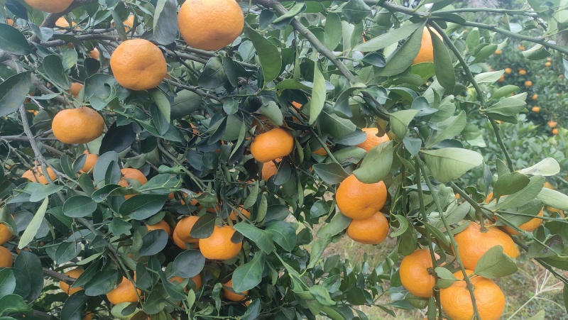 油桔