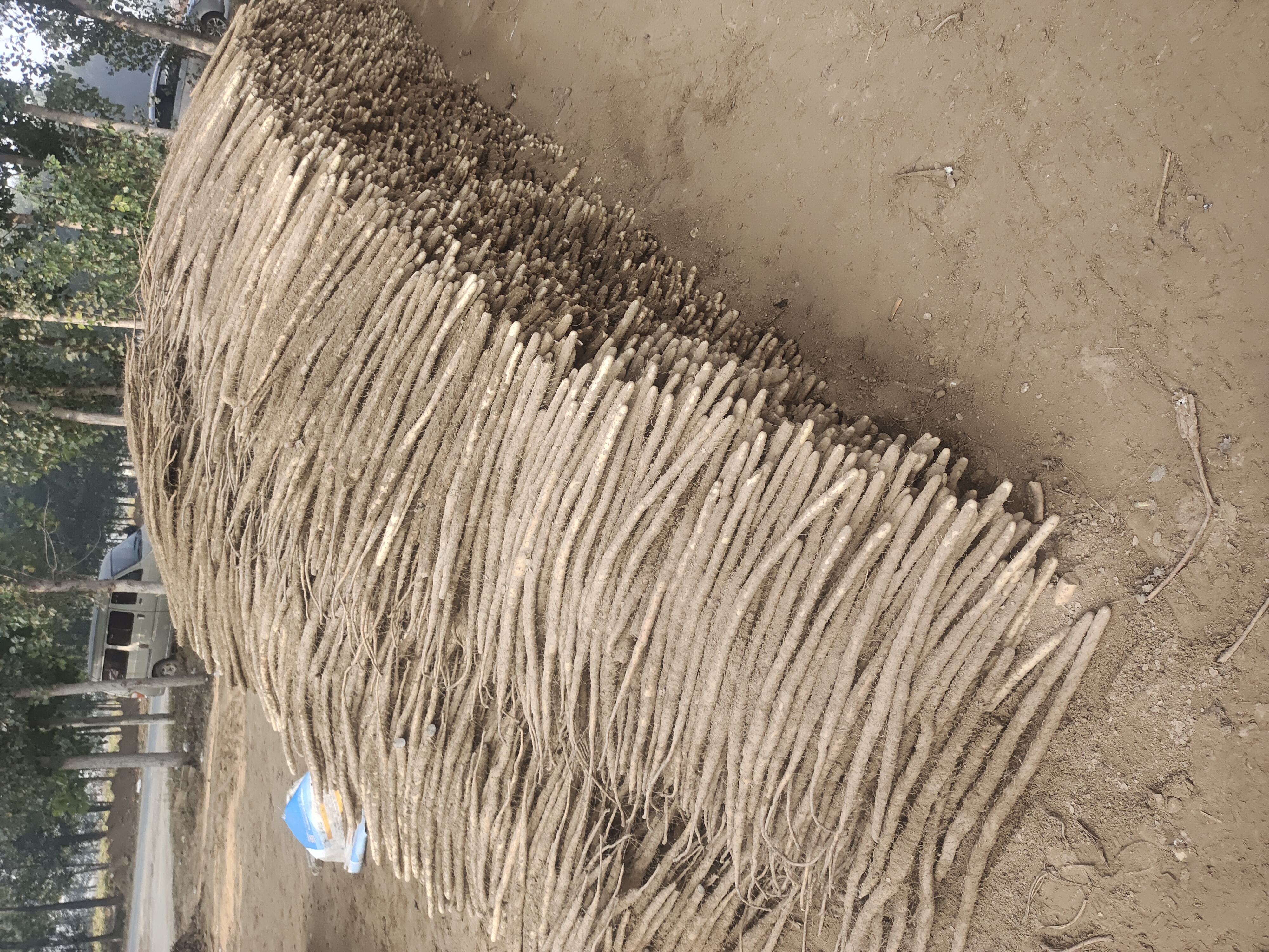 双棒山药田间生长实景