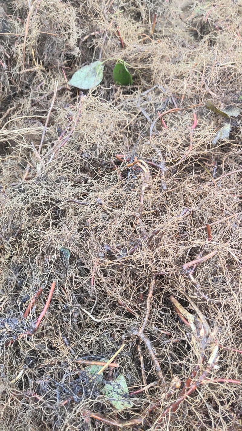 批发淫羊藿根三枝九叶草种苗淫羊藿种苗