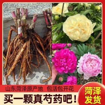芍药苗，观赏芍药，多层花，几十个品种，保成活，保证质量