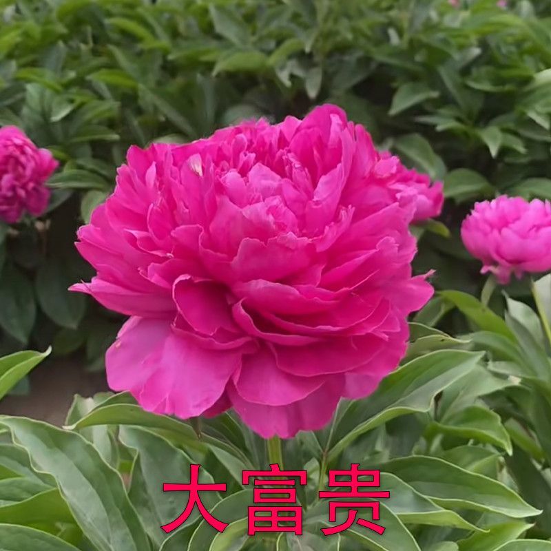 芍药苗，观赏芍药，多层花，几十个品种，保成活，保证质量