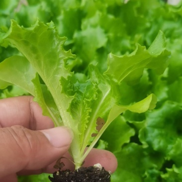 绿叶黄叶生菜苗优雅生菜苗美国大速生生菜苗