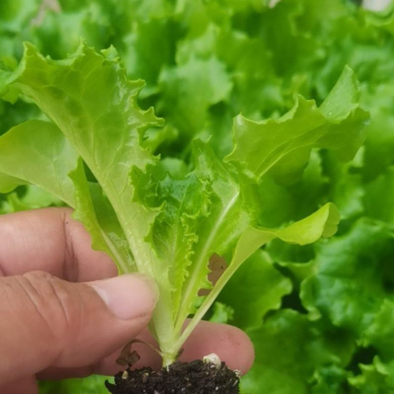 绿叶黄叶生菜苗优雅生菜苗美国大速生生菜苗