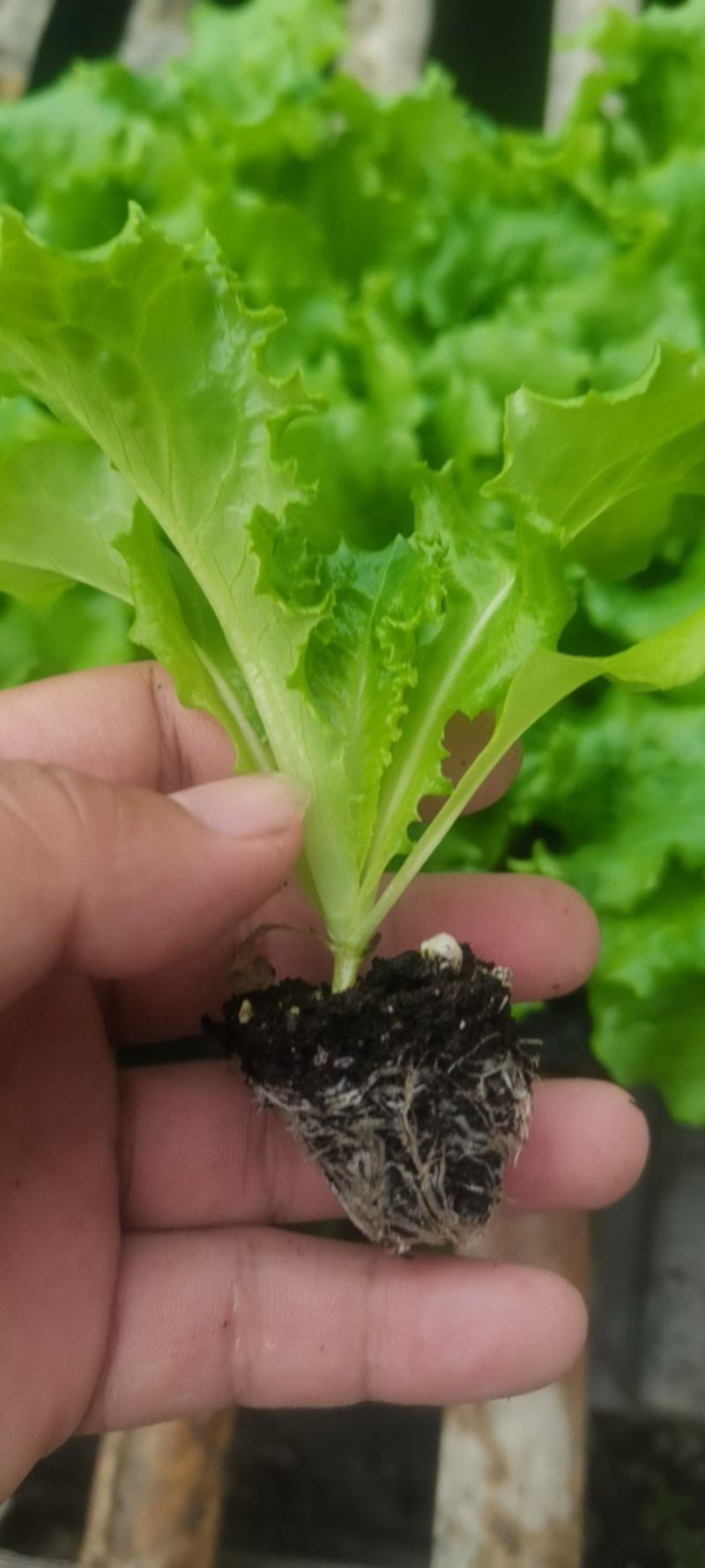 绿叶黄叶生菜苗优雅生菜苗美国大速生生菜苗