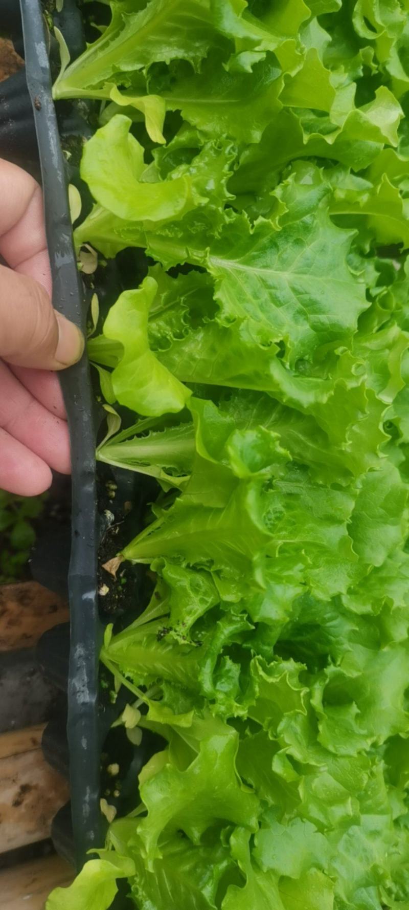 绿叶黄叶生菜苗优雅生菜苗美国大速生生菜苗
