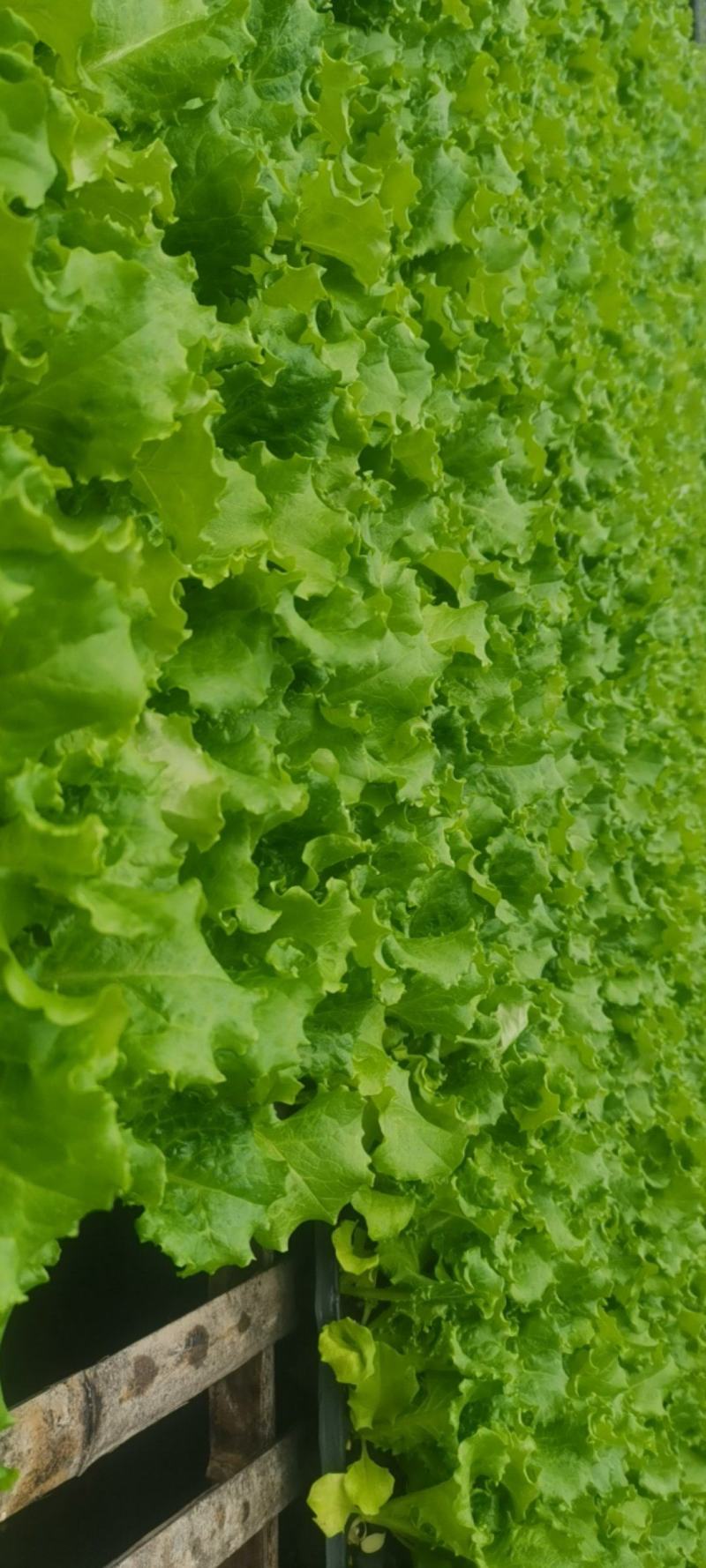 绿叶黄叶生菜苗优雅生菜苗美国大速生生菜苗