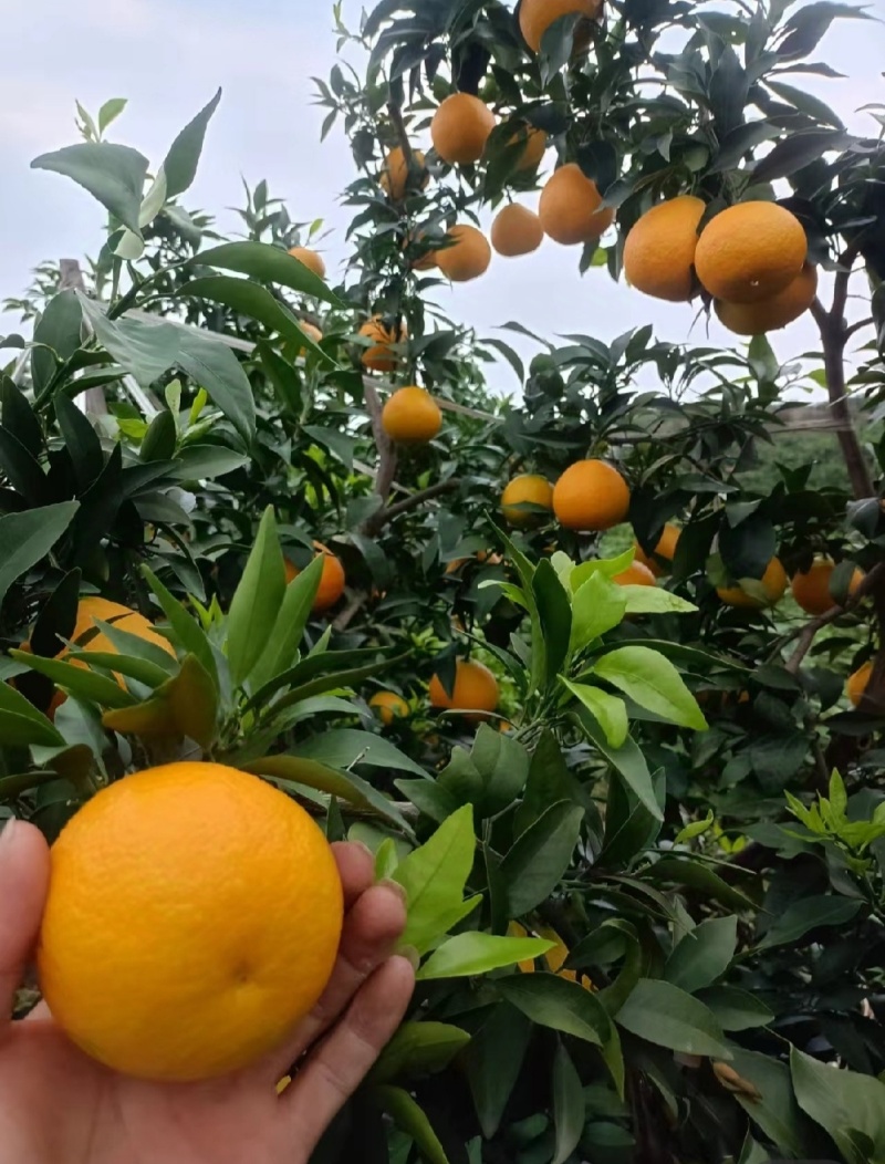 爱媛橙，爱媛38大量上市，各种规格，欢迎大家采购
