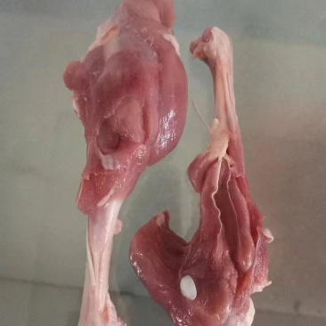 鸭腿骨