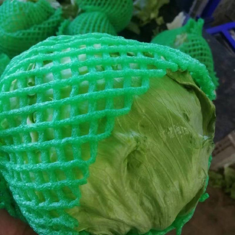 河北球生菜一手货源供应市场商超电商量大价优