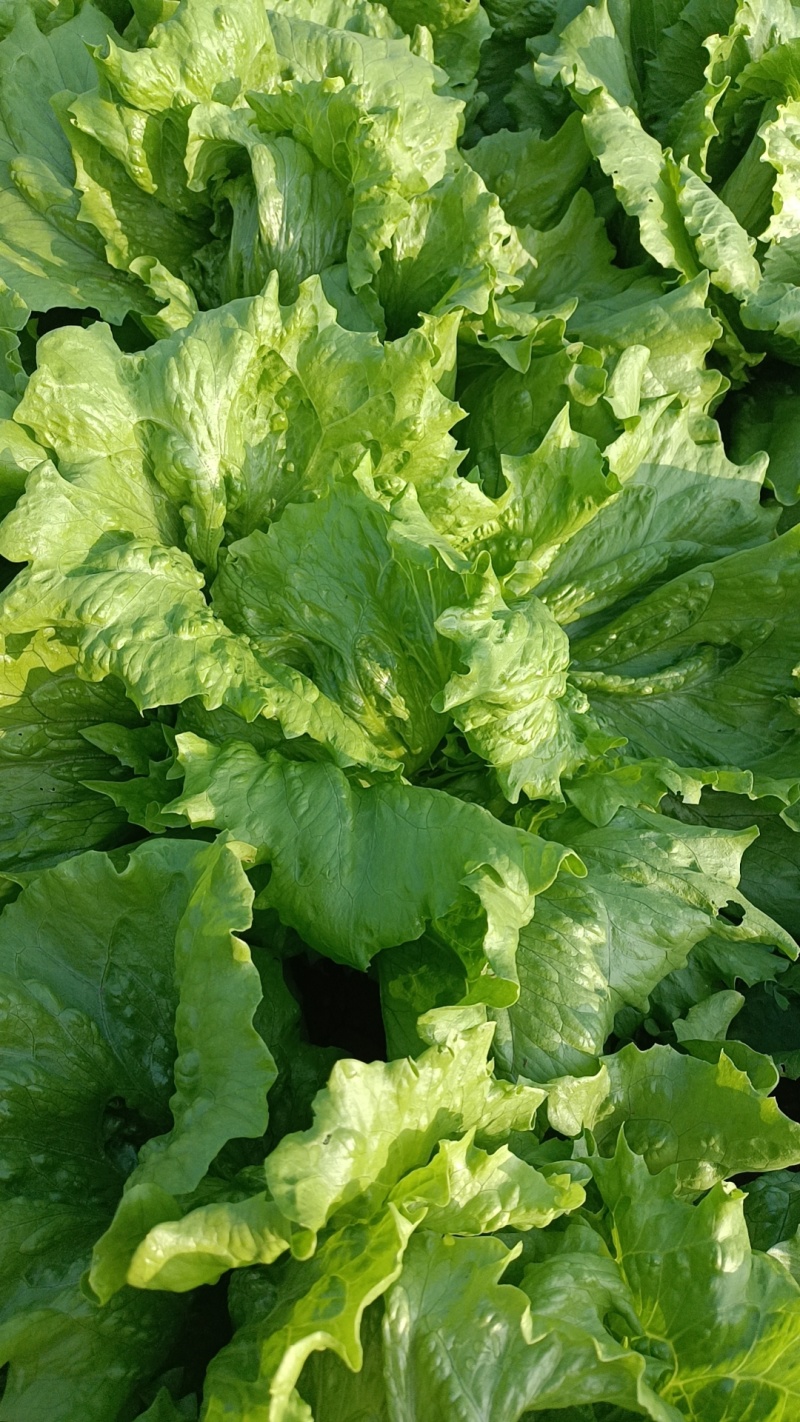 河北球生菜一手货源供应市场商超电商量大价优