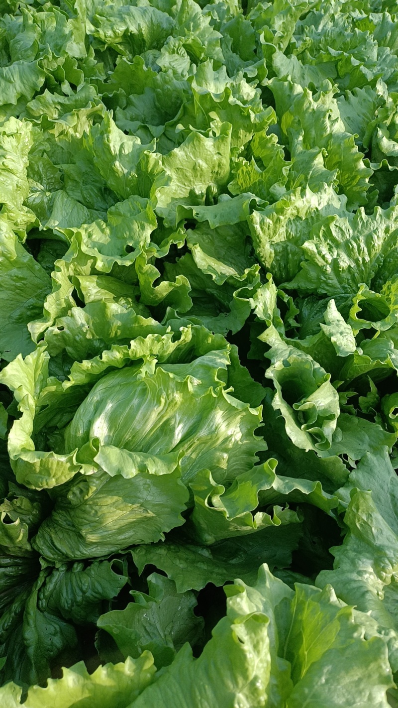 河北球生菜一手货源供应市场商超电商量大价优