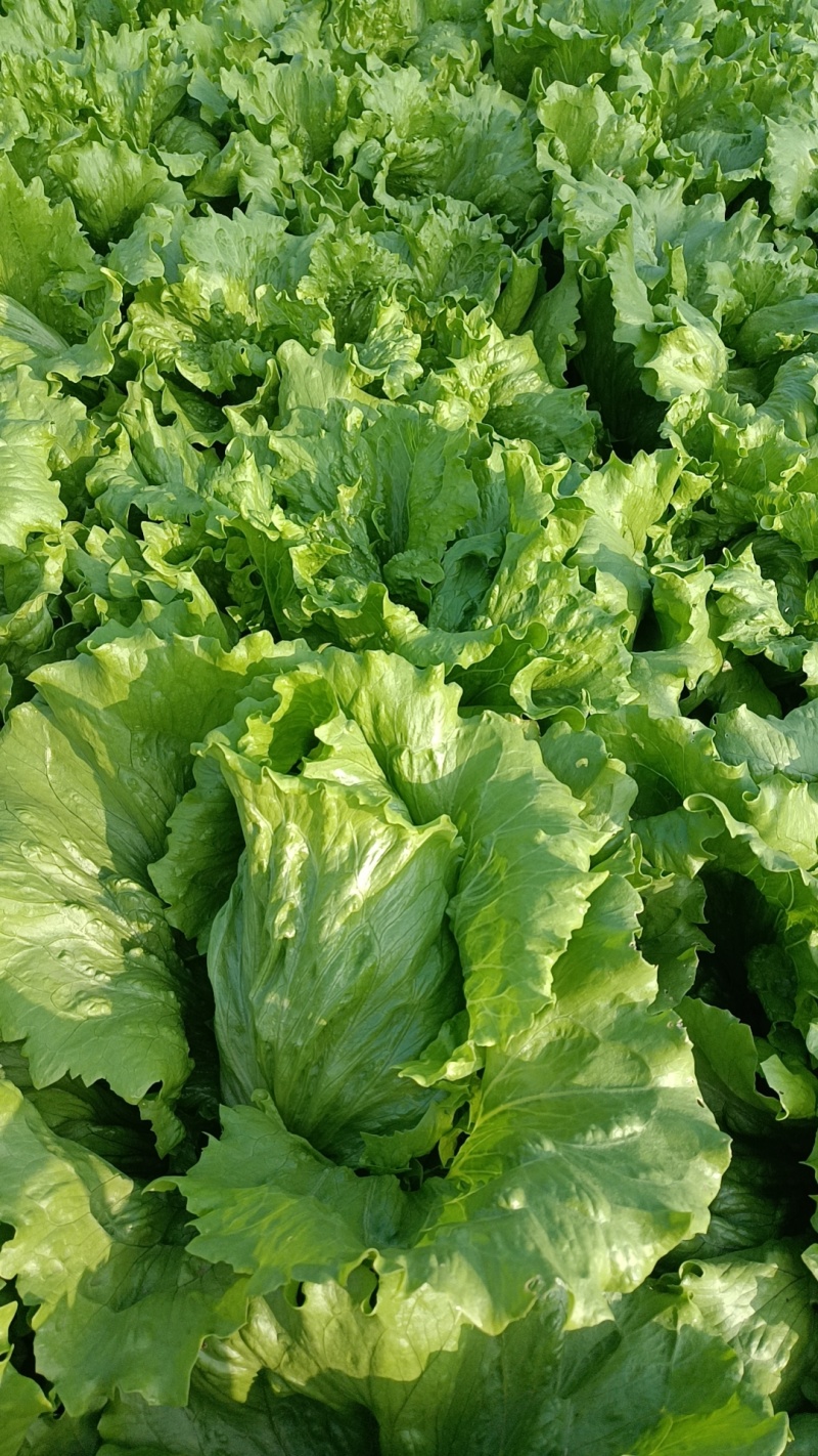 河北球生菜一手货源供应市场商超电商量大价优
