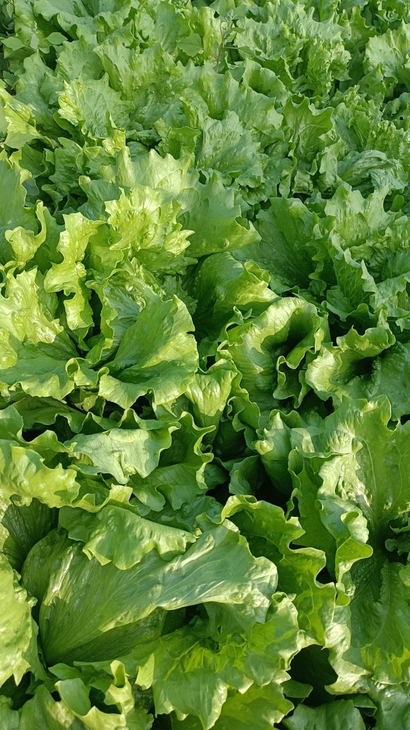 河北球生菜一手货源供应市场商超电商量大价优
