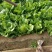 河北球生菜一手货源供应市场商超电商量大价优