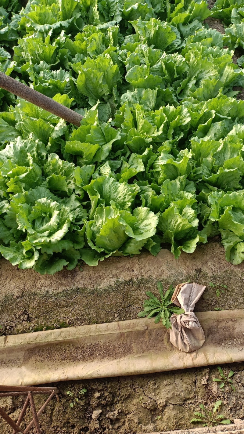 河北球生菜一手货源供应市场商超电商量大价优