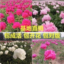 芍药，精品观赏芍药，保品种，保成活，质量好，现要现挖