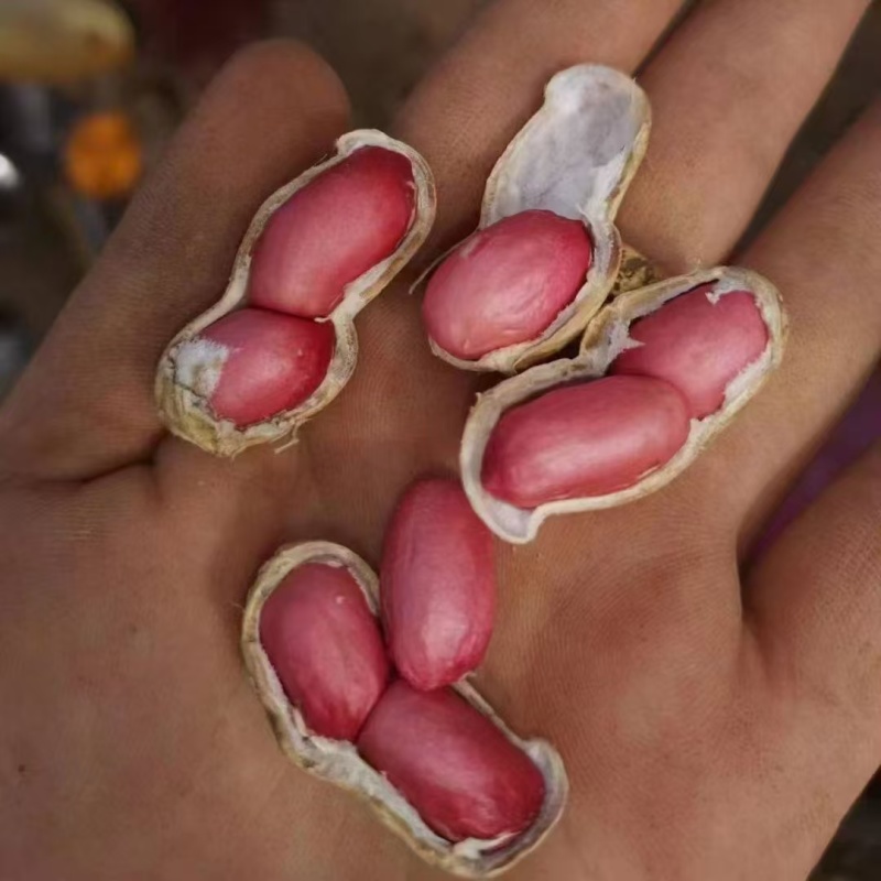 鲜花生