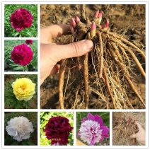 【店长推荐】芍药，精品观赏芍药，保品种，保成活，现要现挖