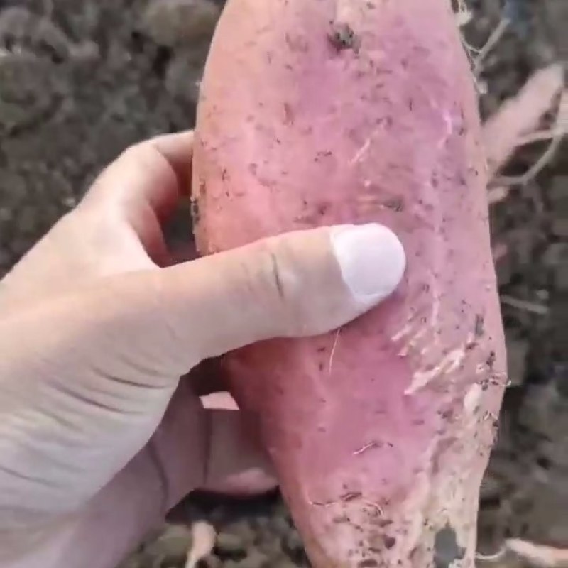 精品红薯