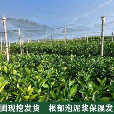 赣南脐橙苗，纽荷尔苗，红肉黄肉嫁接苗，江西赣州发货，