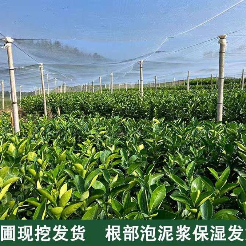 赣南脐橙苗，纽荷尔苗，红肉黄肉嫁接苗，江西赣州发货，