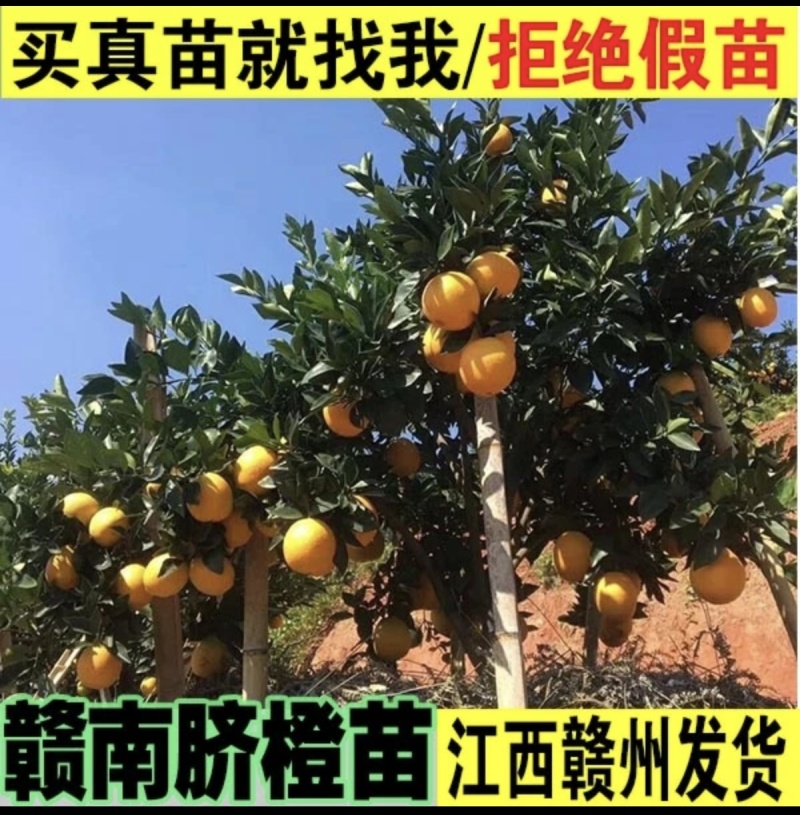赣南脐橙苗，纽荷尔苗，红肉黄肉嫁接苗，江西赣州发货，