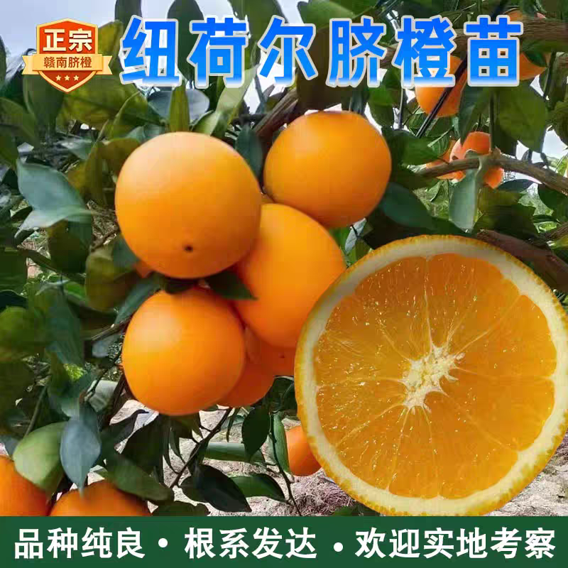 赣南脐橙苗，纽荷尔苗，红肉黄肉嫁接苗，江西赣州发货，