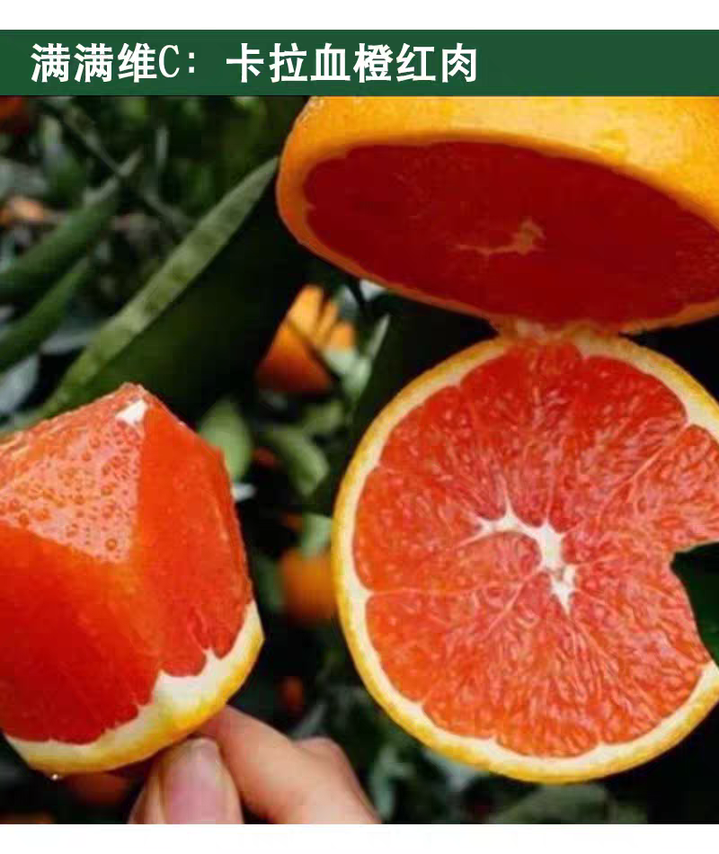 赣南脐橙苗，纽荷尔苗，红肉黄肉嫁接苗，江西赣州发货，