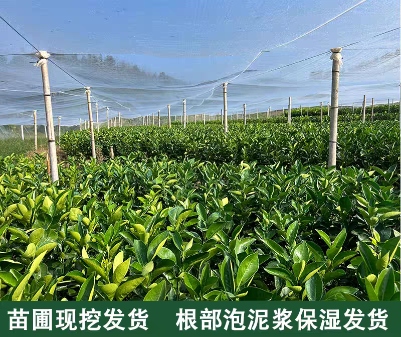 赣南脐橙苗，纽荷尔苗，红肉黄肉嫁接苗，江西赣州发货，