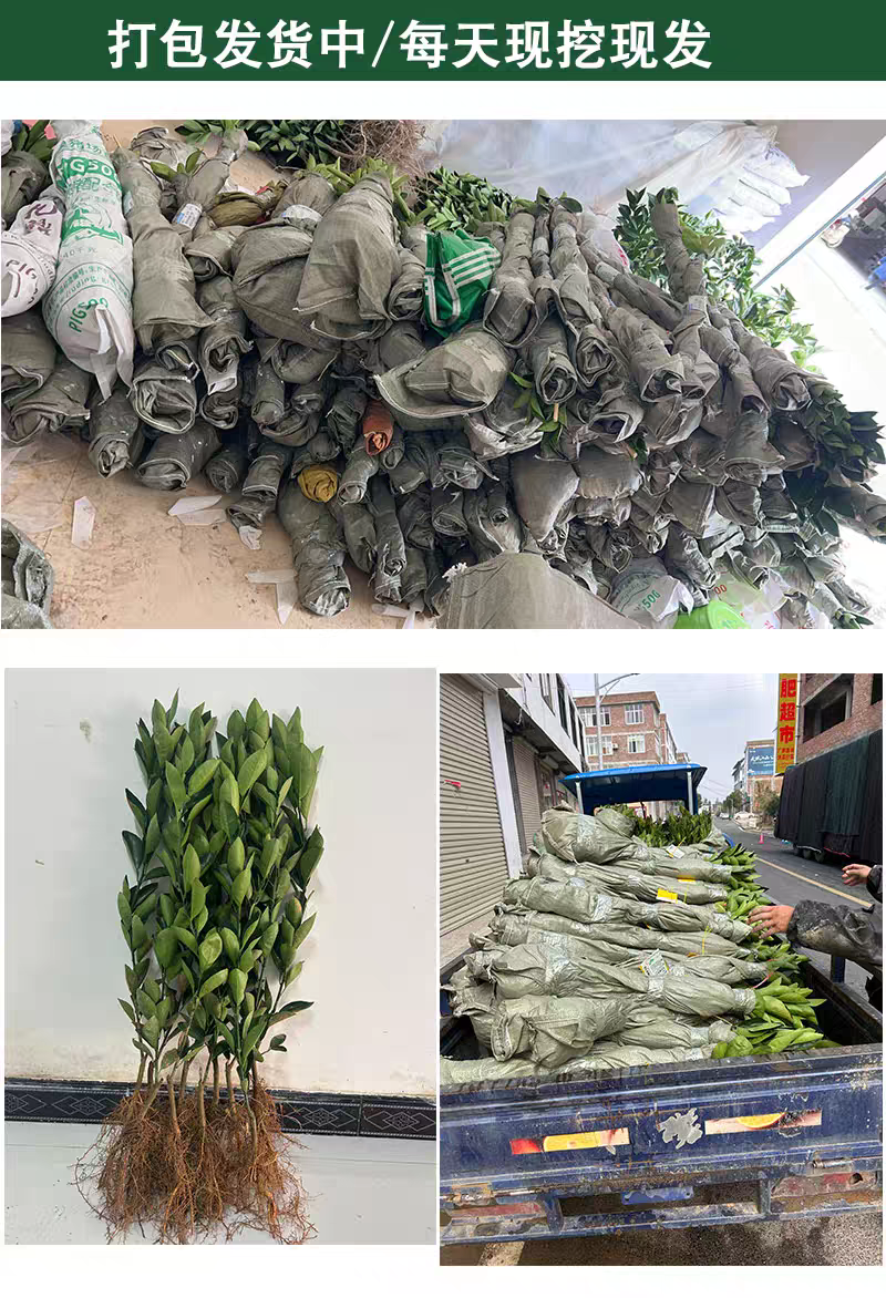 赣南脐橙苗，纽荷尔苗，红肉黄肉嫁接苗，江西赣州发货，