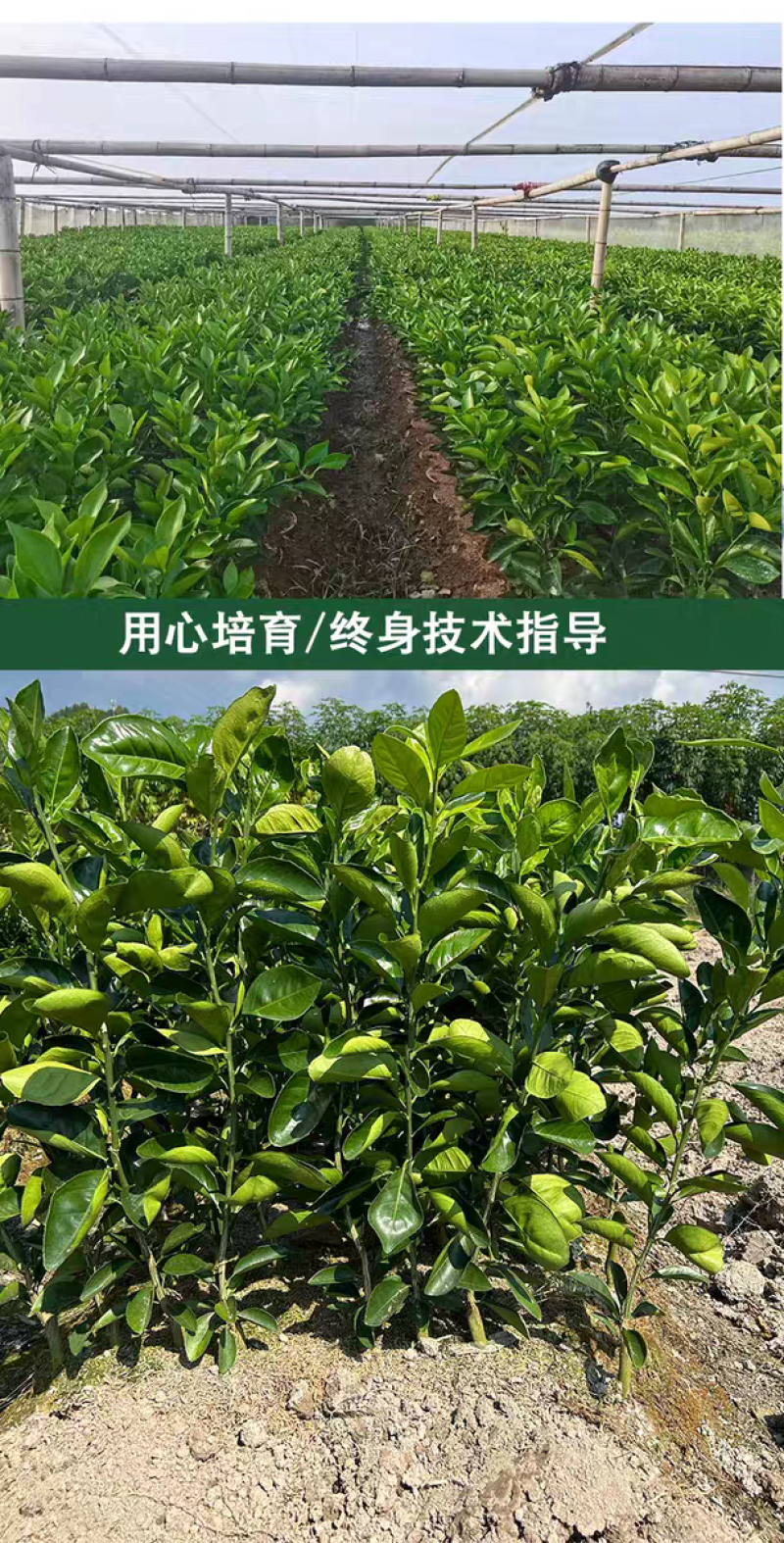 赣南脐橙苗，纽荷尔苗，红肉黄肉嫁接苗，江西赣州发货，