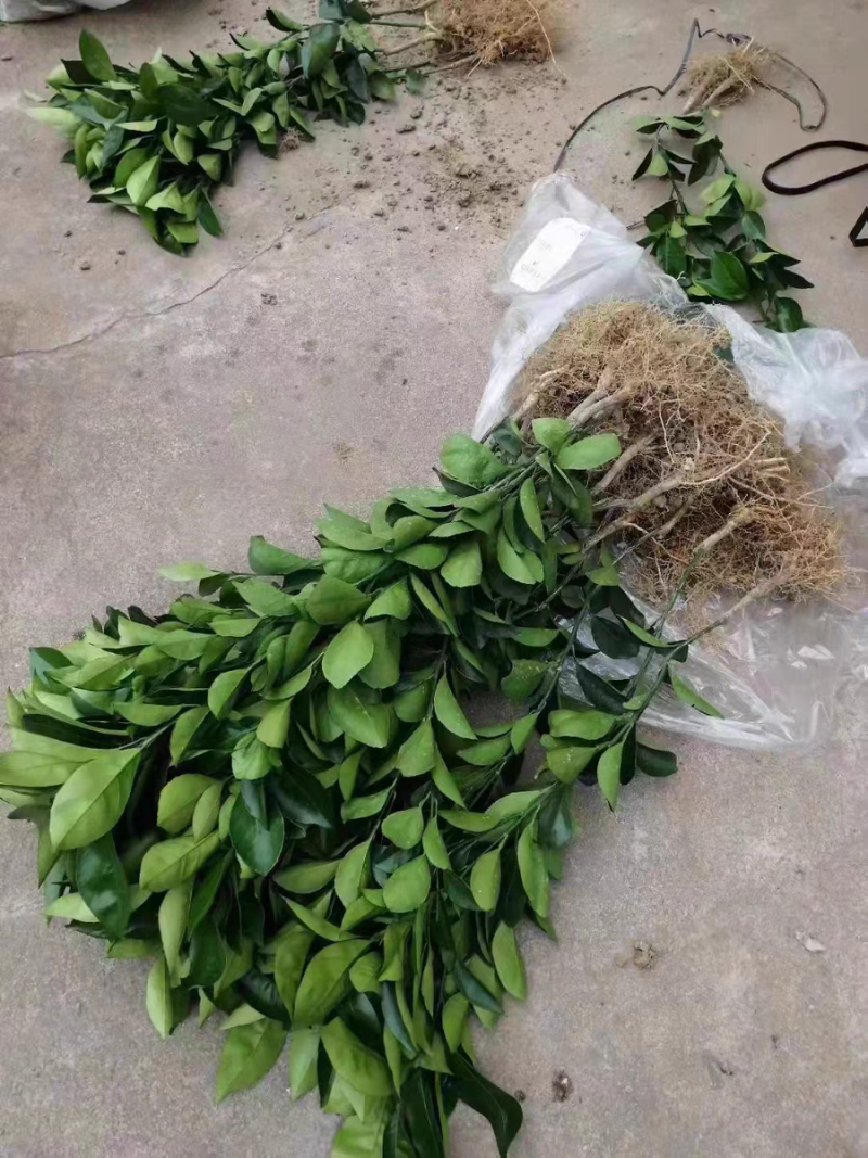 赣南脐橙苗，纽荷尔苗，红肉黄肉嫁接苗，江西赣州发货，