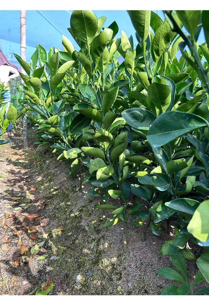 赣南脐橙苗，纽荷尔苗，红肉黄肉嫁接苗，江西赣州发货，
