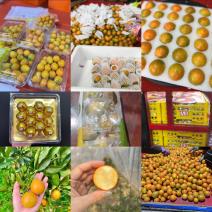 自种脆蜜金桔几百亩，接档口，水果店，一件代发，社区团购等