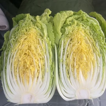优质大白菜大量上市，质量好，价格低，货源充足，代发全国。