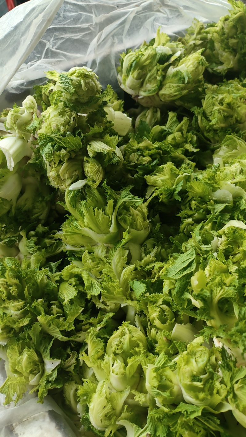 砀山县儿菜大量上市，保质保量，欢迎客户前来选购。