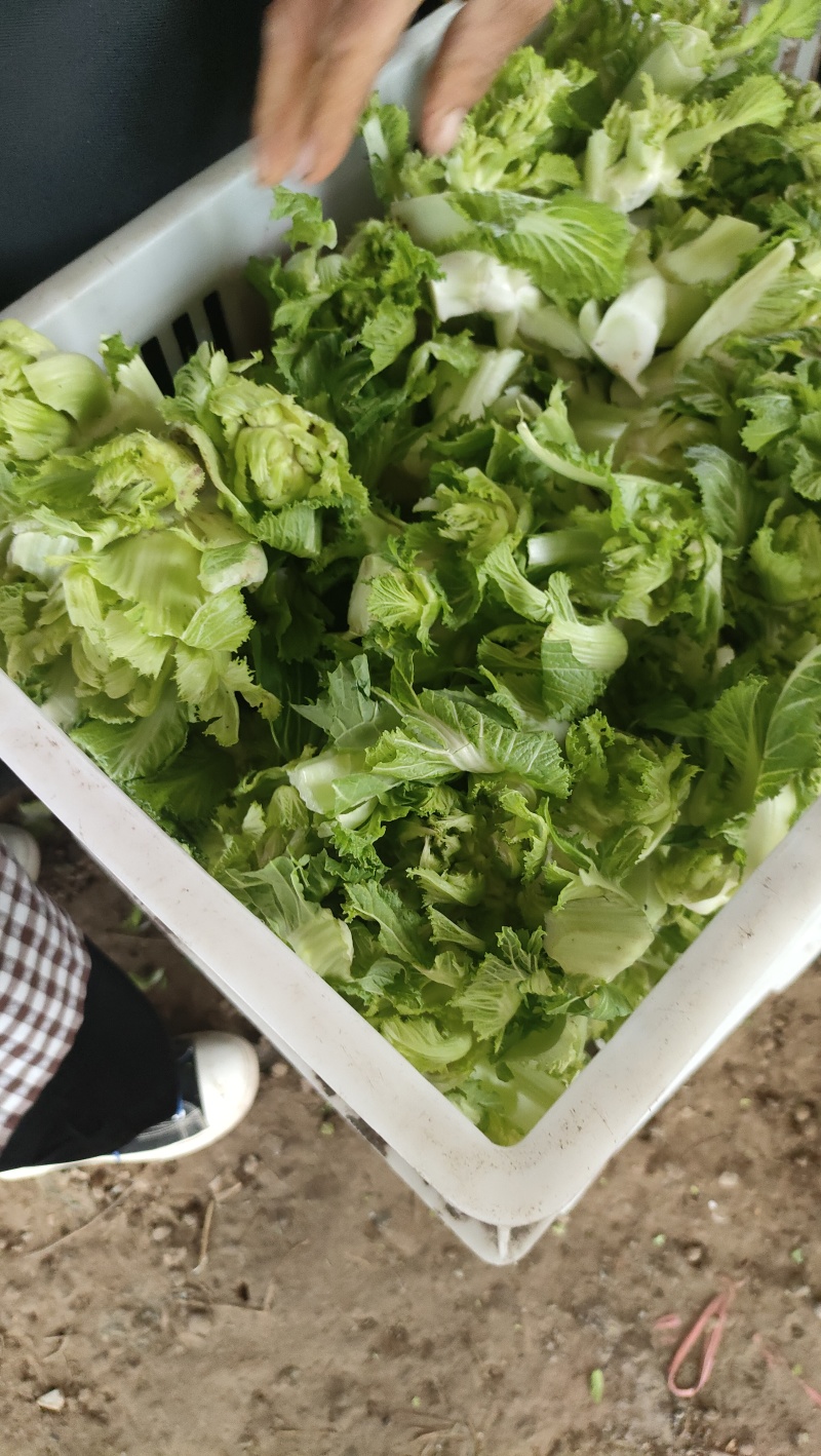 砀山县儿菜大量上市，保质保量，欢迎客户前来选购。