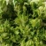 砀山县儿菜大量上市，保质保量，欢迎客户前来选购。