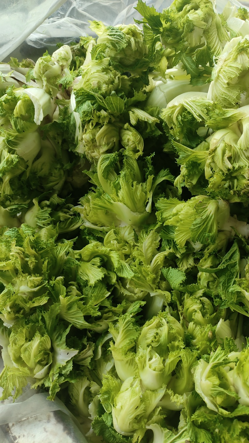 砀山县儿菜大量上市，保质保量，欢迎客户前来选购。