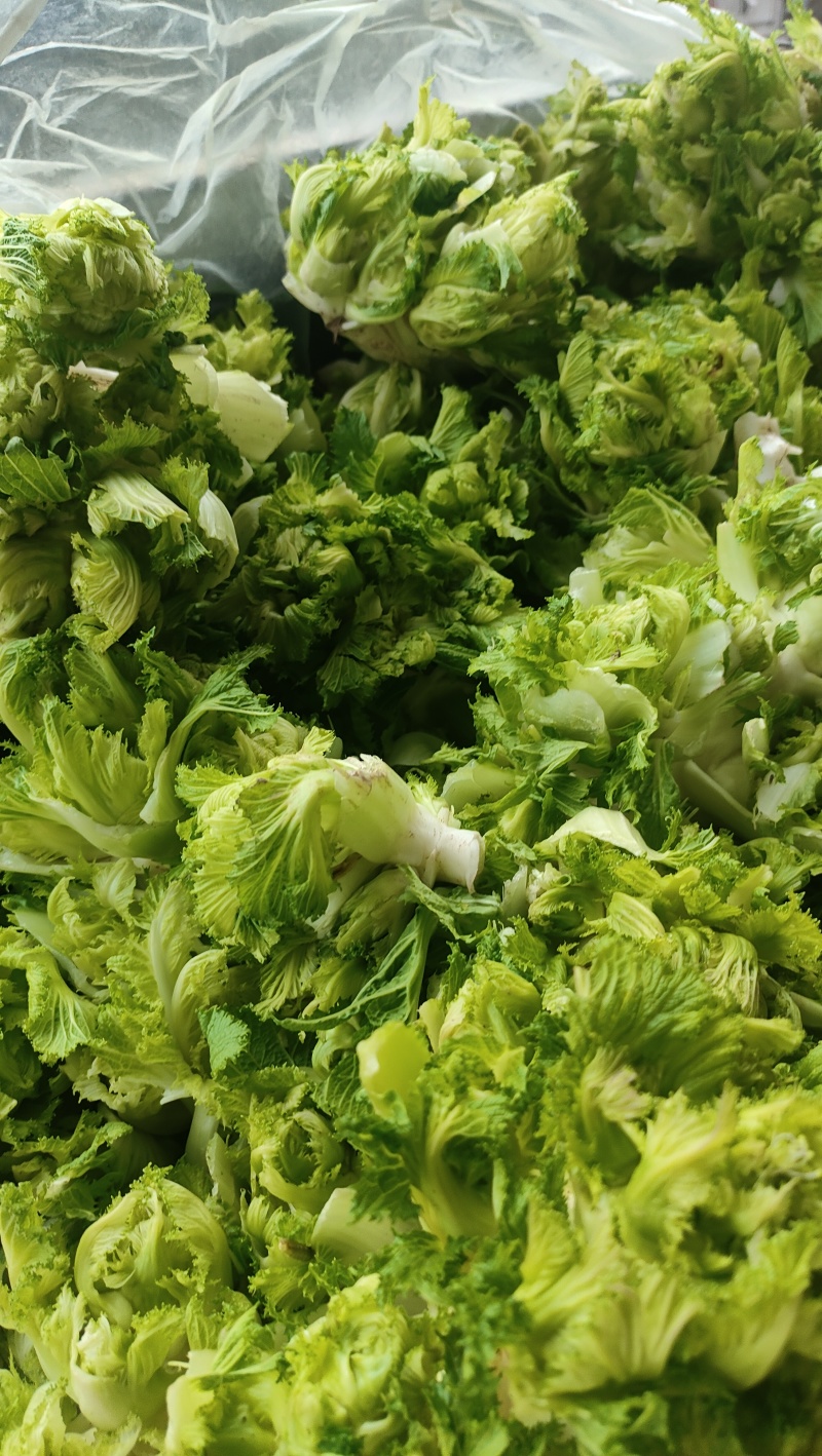 砀山县儿菜大量上市，保质保量，欢迎客户前来选购。
