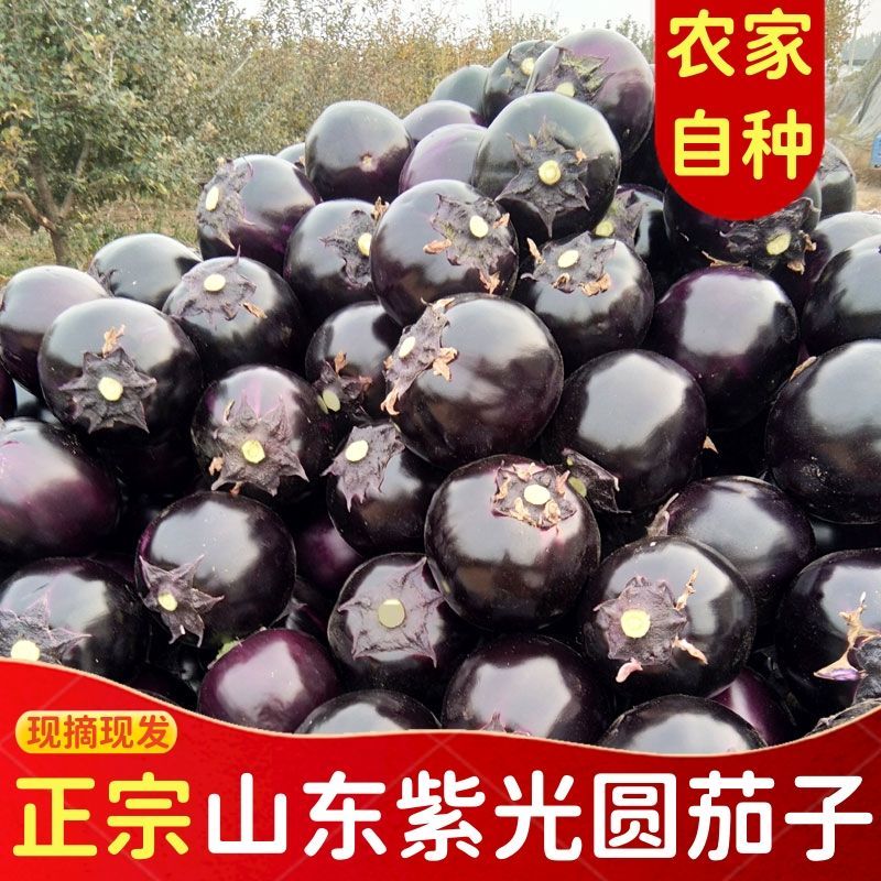 山东正宗紫光圆茄子产地直发