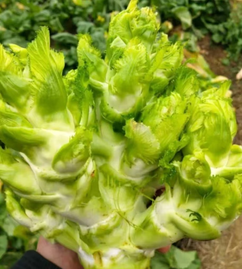 优质儿菜大量上市。货源多，价格低，质量好。