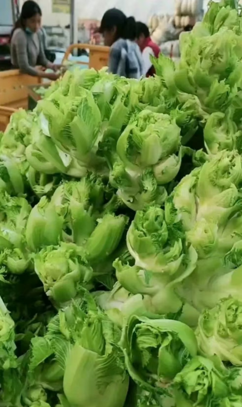 优质儿菜大量上市。货源多，价格低，质量好。